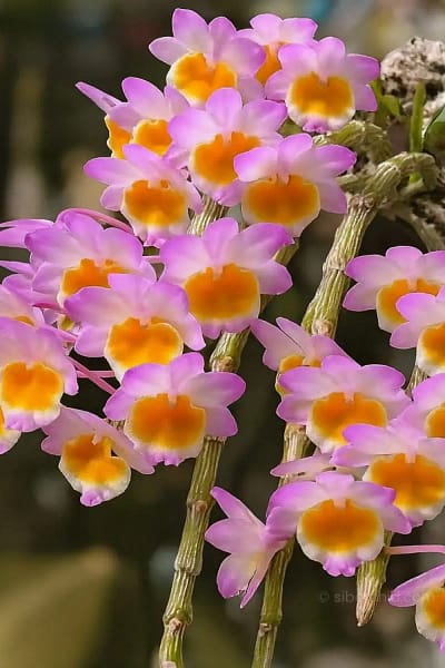 Dendrobium crepidatum