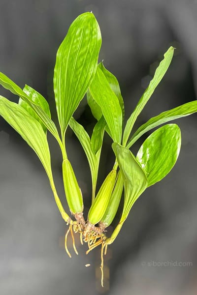 Healthy Coelogyne rochussenii roots and foliage close-up