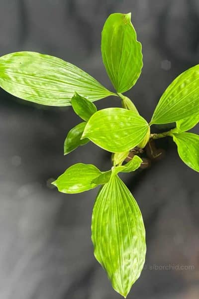 Healthy Coelogyne rochussenii roots and foliage close-up