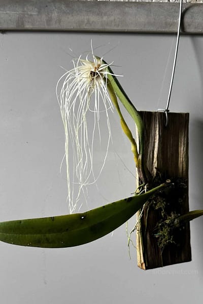 Bulbophyllum medusae blooming size