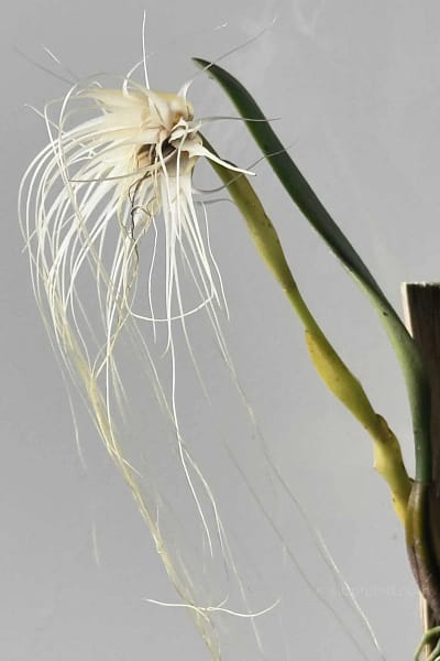 Bulbophyllum medusae blooming size