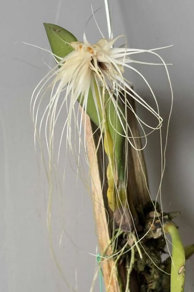 Bulbophyllum medusae blooming size