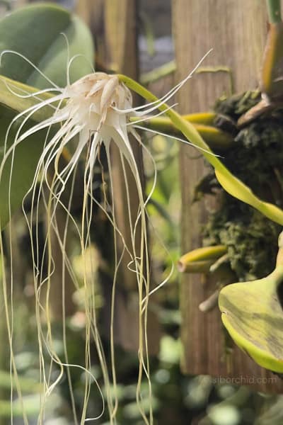 Bulbophyllum medusae blooming-size orchid with thread-like flowers