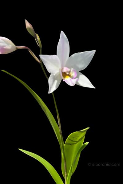 Caulaelia Mizoguchi orchid for sale