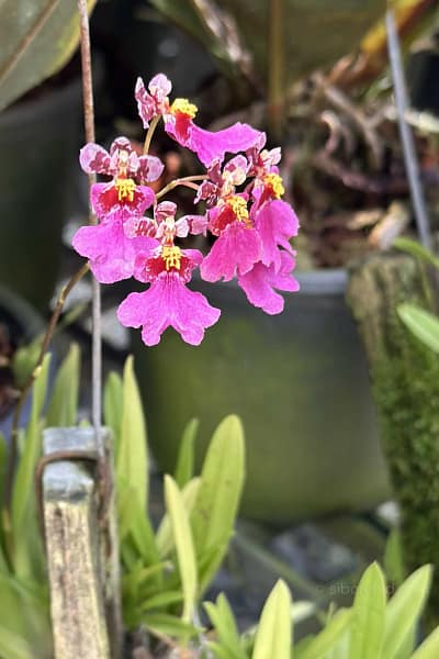 Tolumnia Hybrid Pink