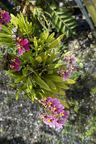 Tolumnia Hybrid Pink