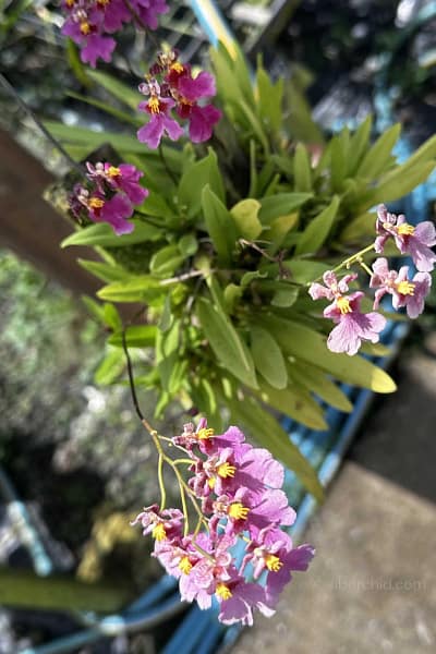 Tolumnia Hybrid Pink