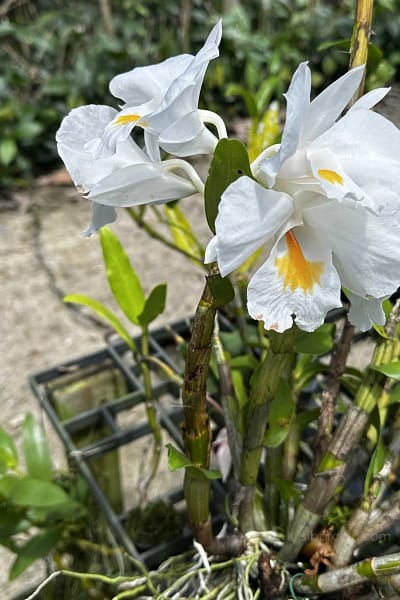 dendrobium formosum for sale