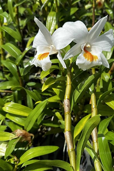 dendrobium formosum for sale