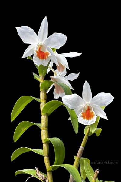 Dendrobium Formidible (Dendrobium formosum x Dendrobium infundibulum)