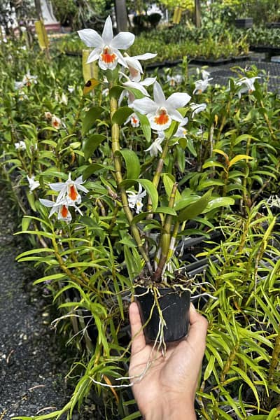 Dendrobium Formidible (Dendrobium formosum x Dendrobium infundibulum)