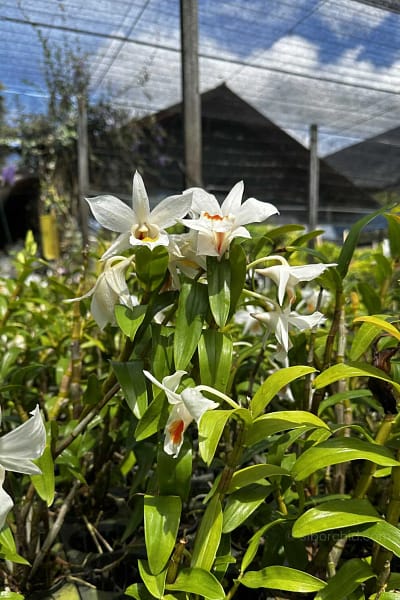 Dendrobium Formidible (Dendrobium formosum x Dendrobium infundibulum)
