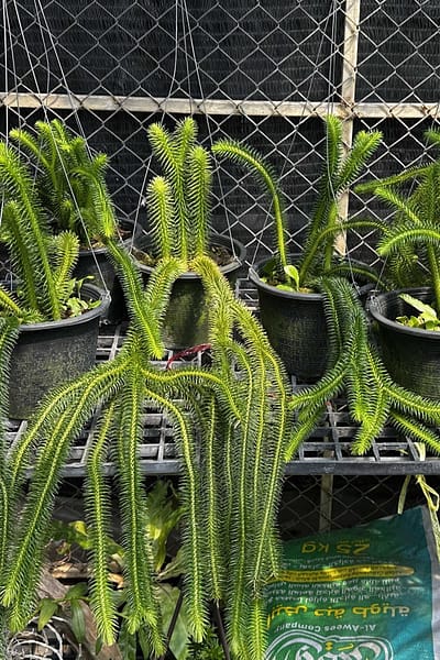 Huperzia squarrosa