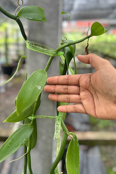 Vanilla planifolia Plant for grow