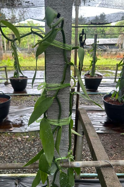 Vanilla planifolia Plant for grow