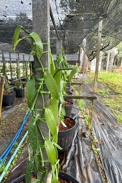 Vanilla planifolia Plant for grow