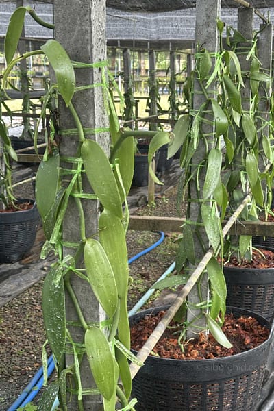 Vanilla planifolia Plant for grow