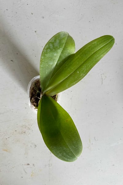 Phalaenopsis amabilis