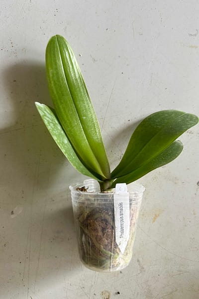 Phalaenopsis amabilis