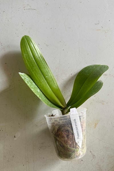 Phalaenopsis amabilis