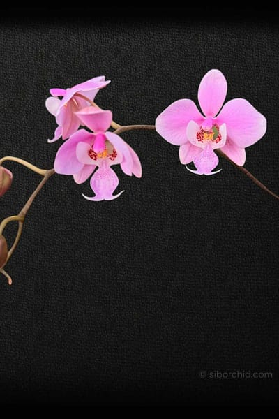 Phalaenopsis schilleriana