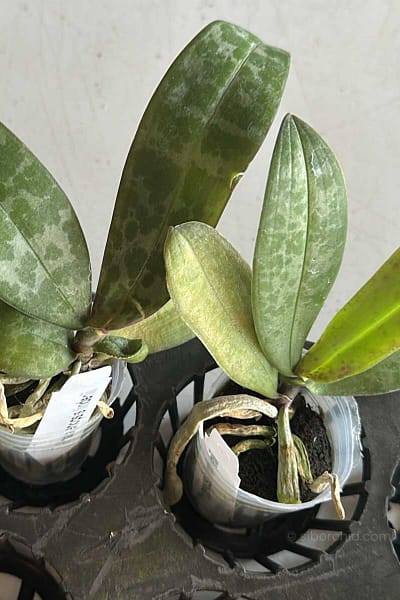 Phalaenopsis lindenii
