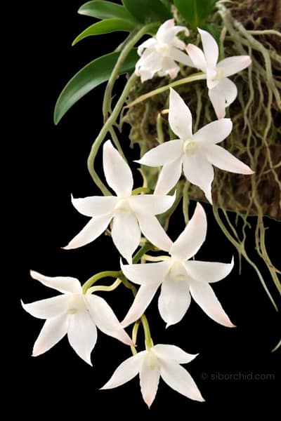 Aerangis biloba miniature orchid small size plant with compact green leaves
