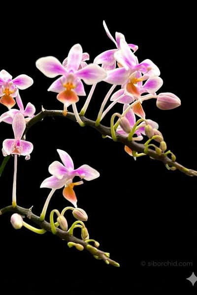 Phalaenopsis equestris