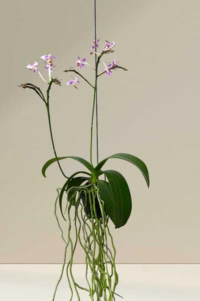 Phalaenopsis equestris