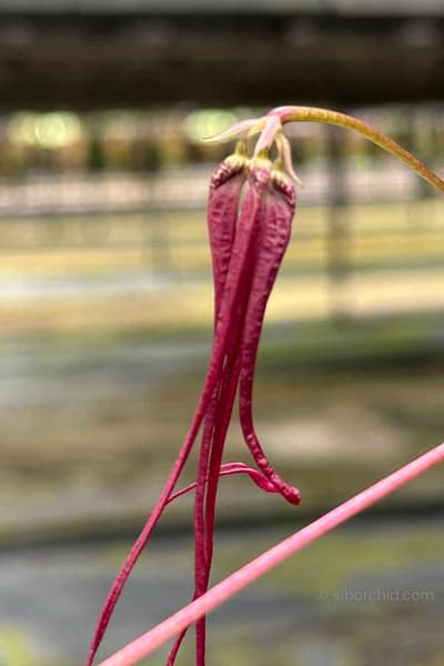 Bulbophyllum plumatum