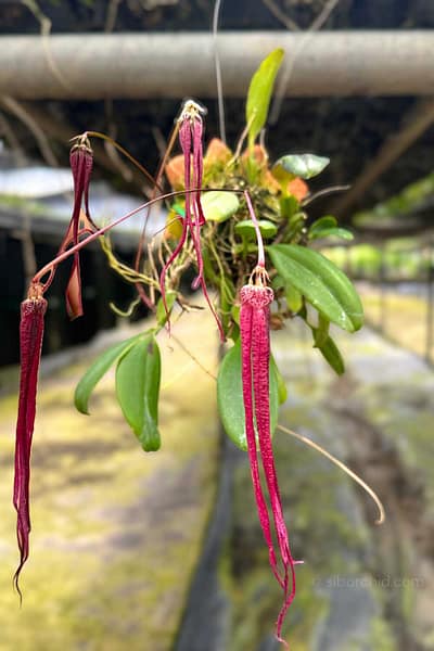Bulbophyllum plumatum