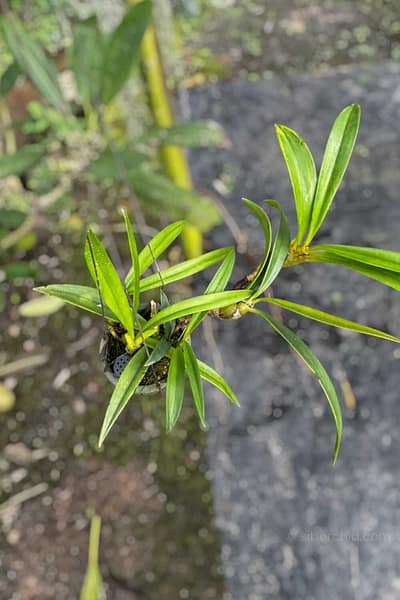 Eria ornata