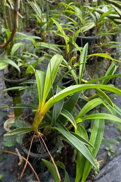 Eria ornata