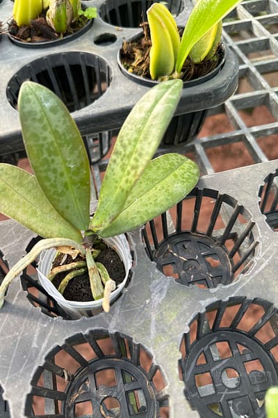 Phalaenopsis lindenii