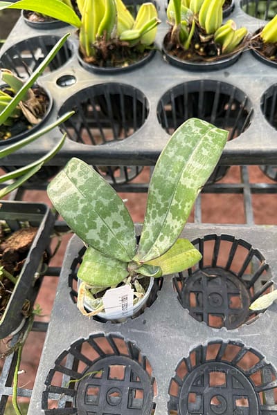Phalaenopsis lindenii
