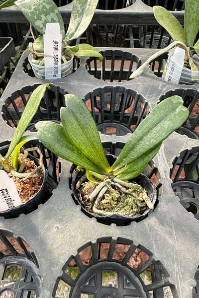 Aerangis biloba miniature orchid small size plant with compact green leaves