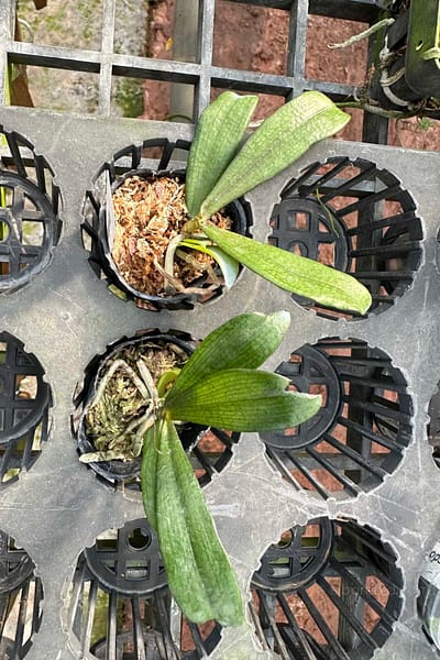 Aerangis biloba miniature orchid small size plant with compact green leaves
