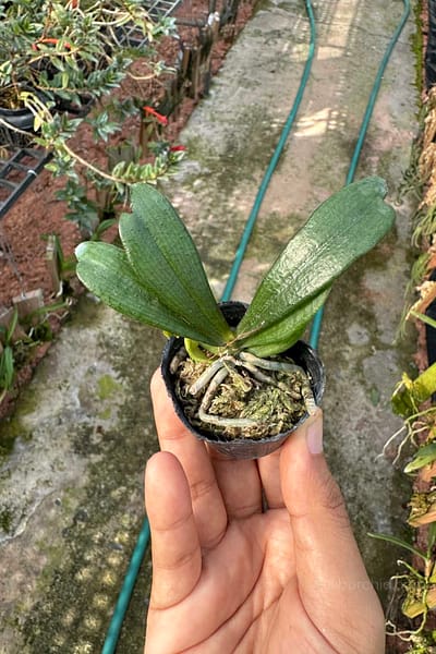 Aerangis biloba miniature orchid small size plant with compact green leaves