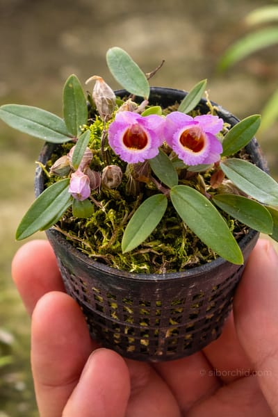Dendrobium fuscifaucium