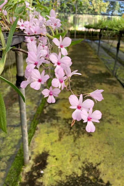 Dendrobium fytchianum Pink