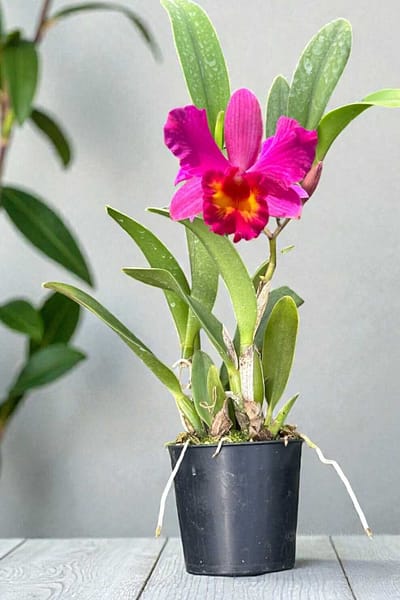 Cattleya Slc. Love Castle ‘Happiness’ near blooming size orchid in 2 inch pot