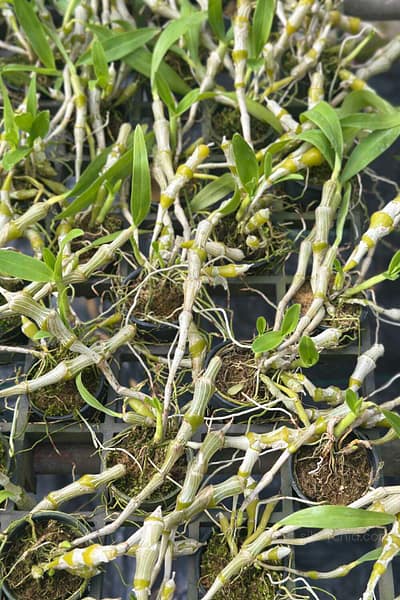 Dendrobium pendulum for sale