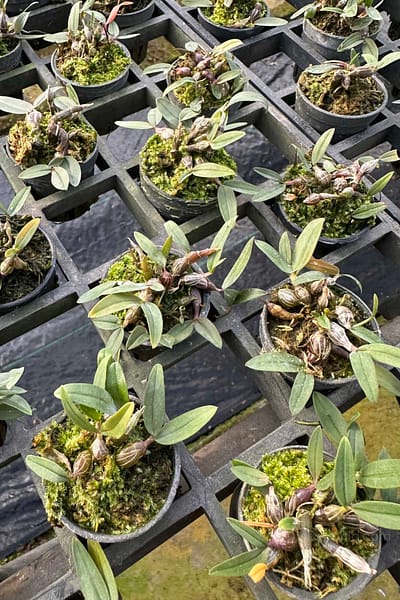Dendrobium fuscifaucium