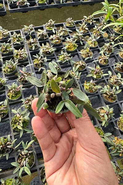Dendrobium fuscifaucium
