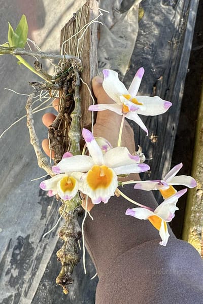 Dendrobium pendulum for sale