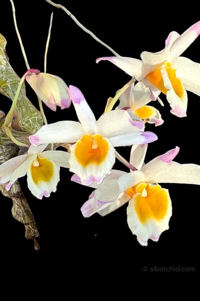 Dendrobium pendulum for sale