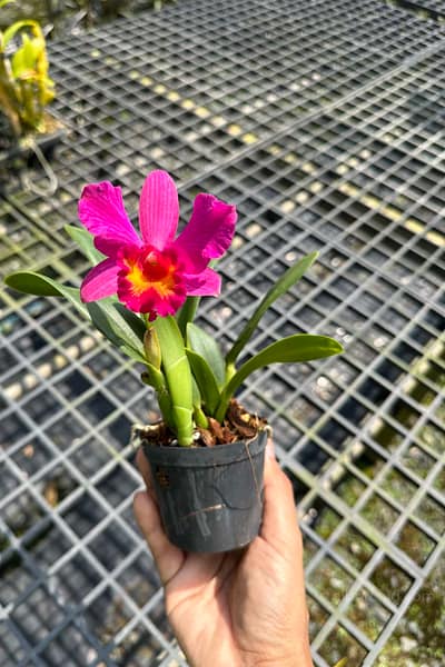 Cattleya Pink-Red Hybrid