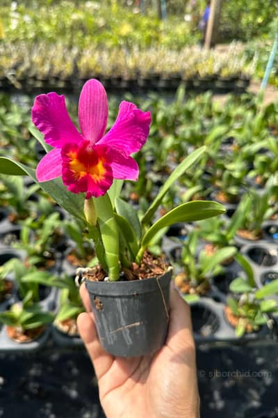Cattleya Pink-Red Hybrid