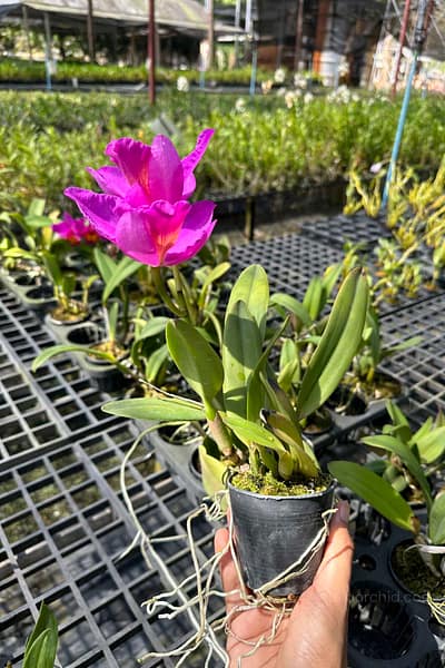 Cattleya Pink-Red Hybrid