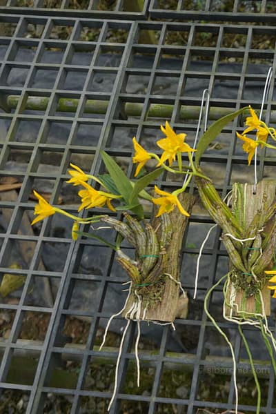 dendrobium-trigonopus-blooming-size-mounted-plant.jpg